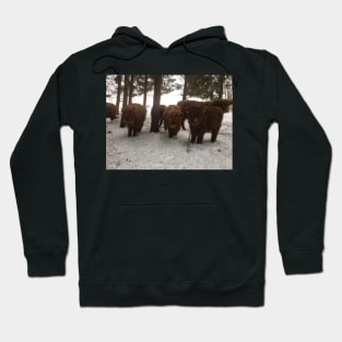 Scottish Highland Cattle Calves 1698 Hoodie